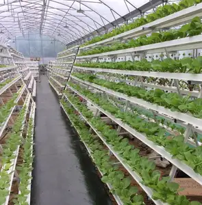 2019 venda quente hidropônica crescer lettuce greenhouse