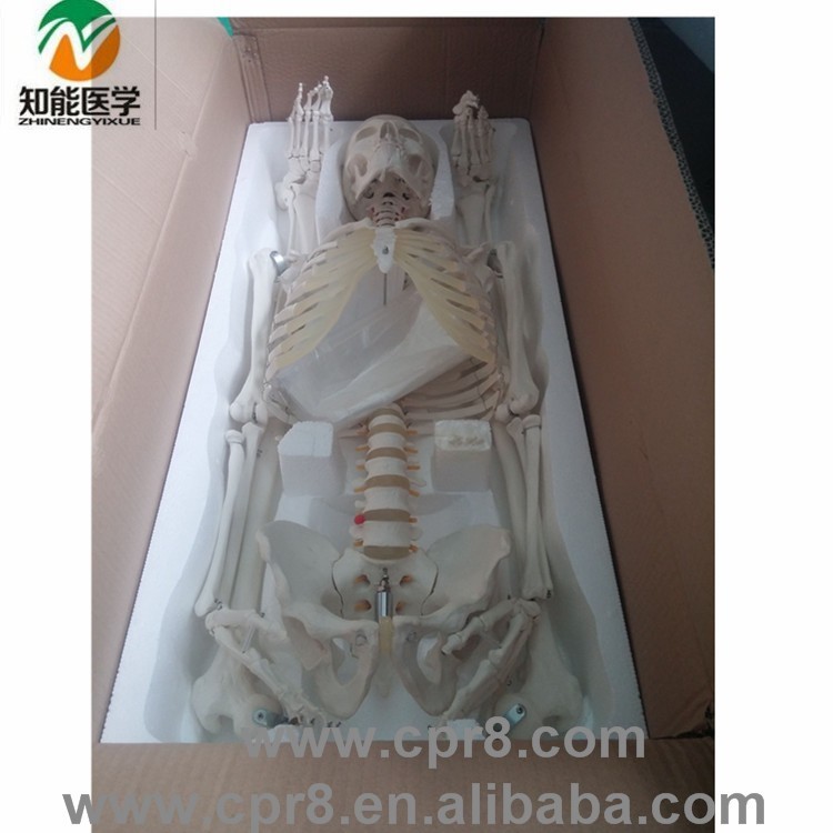 BIX-A1001 corps Humain pièces 180 CM squelette anatomie modèle