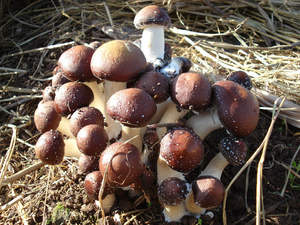 Detan Stropharia rugosoannurata precios de mercado para seta - Product Image 4