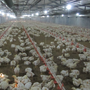 <span class=keywords><strong>el</strong></span> precio de fábrica automática de pollo moderno para la granja de aves de <span class=keywords><strong>corral</strong></span> casas - Product Image 2