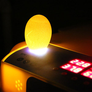 WQ-72 Gà Vịt Ngỗng Chim Cút Tự Động Trứng Hatcher Mini Lồng Ấp Giá Từ Đức Châu - Product Image 5