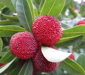 <span class=keywords><strong>Myrica</strong></span> <span class=keywords><strong>Rubra</strong></span>/Waxberry/polvo de Bayberry rojo, 100%, suministro de fábrica - Product Image 6