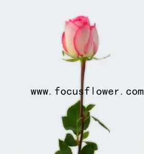 Hương thơm điên bán fresh cut hoa kenya hoa hồng đôi hồng rose tên của hoa sử dụng để trang trí