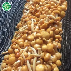 Grosir Jamur Nameko Frozen