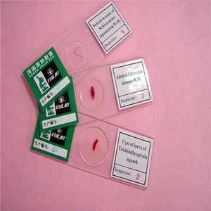 ヒト組織学平滑筋孤立顕微鏡調製されたスライド - Product Image 3