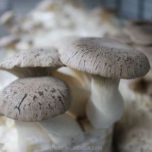 Detan Eryngii Champignons Journaux/la <span class=keywords><strong>Culture</strong></span> des Champignons <span class=keywords><strong>Kit</strong></span> - Product Image 4