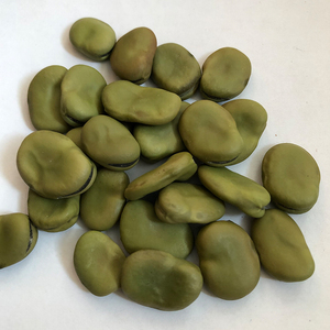 2020 Crop <span class=keywords><strong>Broad</strong></span> Beans Màu Xanh Lá Cây Fava Beans 70-80 Trung Quốc Nguồn Gốc - Product Image 4