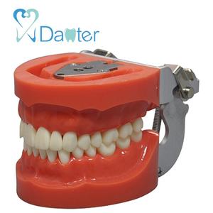 Z8010 modello dentale <span class=keywords><strong>Standard</strong></span> per la scienza medica formazione materiale in resina con 32 denti a vite di classe dentale - Product Image 1