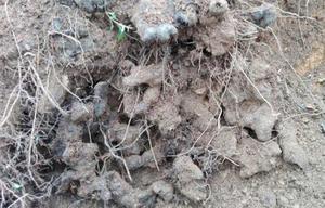 Zhu <span class=keywords><strong>Ling</strong></span> essiccato naturale fungo selvatico Polyporus umbellatus parte intera ombrello Polypore lumpy staffa come cibo - Product Image 6