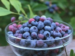 Kualitas tinggi ekstrak <span class=keywords><strong>bilberry</strong></span> bubuk <span class=keywords><strong>bilberry</strong></span> bubuk hitam - Product Image 6