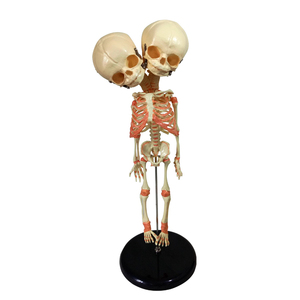 Modelo de <span class=keywords><strong>Esqueleto</strong></span> con <span class=keywords><strong>Cuello</strong></span> en V para Educación Médica de Recién Nacidos - Product Image 1
