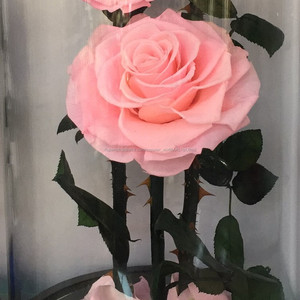 Artificial ecuadoran Roses real preservada fresca Rose flores para Navidad - Product Image 2