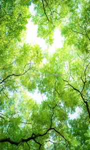 FZ020 quảng châu ihouse Sky cảnh <span class=keywords><strong>3d</strong></span> bức tranh tường cho trang trí trần nhà - Product Image 2