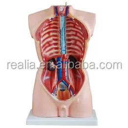 HM-BD-181 85cm torso anatomia umana modello Torso Maschile modello 19 parti