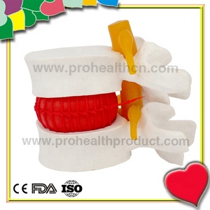 Anatomisches menschliches Lendenwirbel säulen modell - Product Image 2