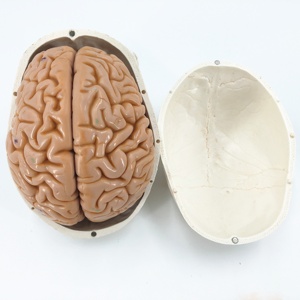 Modelo de cráneo humano neurológico craniocerebral modelo anatómico <span class=keywords><strong>sutura</strong></span> modelo de cráneo - Product Image 4