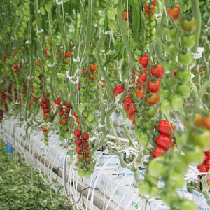 Lage Kosten Kokosvezels Met Druppelirrigatie Hydrocultuur Planten Systemen Voor Tomaat En Meloenen - Product Image 4