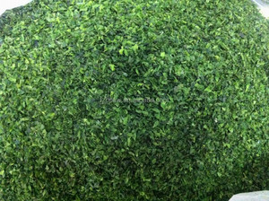 <span class=keywords><strong>Algues</strong></span> <span class=keywords><strong>vertes</strong></span> <span class=keywords><strong>comestibles</strong></span> fraîches Ulva,Aonori Ulva Nori Seaweed - Product Image 3