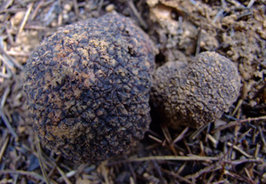 Detan <span class=keywords><strong>salvaje</strong></span> trufas negro para la venta - Product Image 3