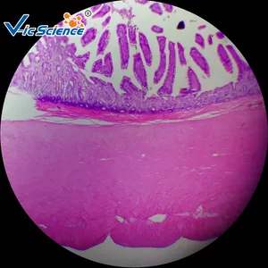 กล้องจุลทรรศน์ Histology ปริมาณสูงชุดภาพนิ่งที่เตรียมไว้ด้วยสไลด์ Histology 181ชิ้น