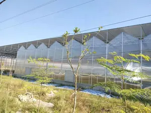Hydroponic Systems Greenhouse Commercial Green House L Venlo Polycarbonate Greenhouse With Hydroponics System Growing Tomato Manufacturer For Sale