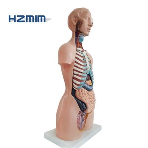 Modelo anatómico de Ciencias Médicas de tamaño natural, modelo anatómico humano de plástico - Product Image 5