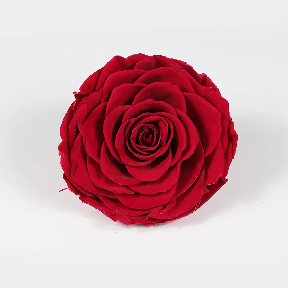 Rose géante importée de 9 à 10cm, tête en boîte, matériaux artisanaux