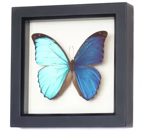 Bingkai Foto 3d Digital Bingkai Kotak Bayangan Kayu Hitam Kupu-kupu Biru Kualitas Tinggi Grosir