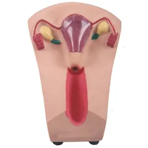 Modelo de entrenamiento de condones intrauterinos para mujer - Product Image 1