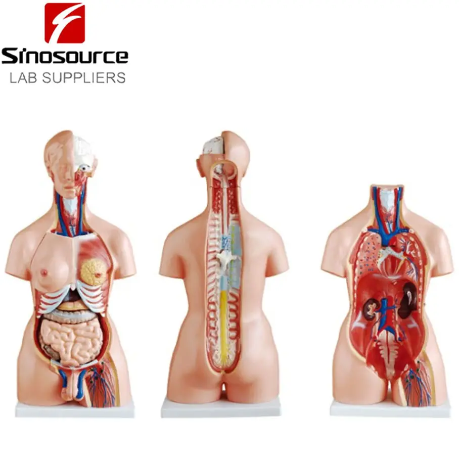 Unisex 85Cm Medische Menselijk Lichaam Torso Model Anatomie Speelgoed 23 Onderdelen