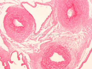 Von Menschen vorbereitete Histologie-Objektträger - Product Image 1