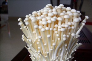 производство свежие грибы <span class=keywords><strong>flammulina</strong></span> <span class=keywords><strong>velutipes</strong></span>/enokitake/игла гриб - Product Image 4