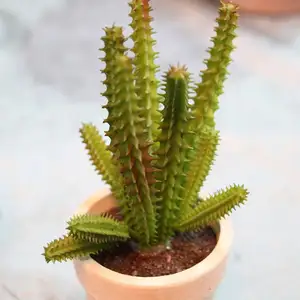 Vuelos baratos de China productor bebé planta de cactus