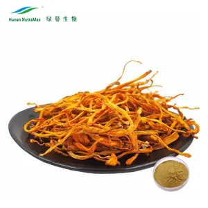 Extrato de sinensis de cordyceps, extrato de cogumelo de alta qualidade, ácido de polysaccarides cordyceps