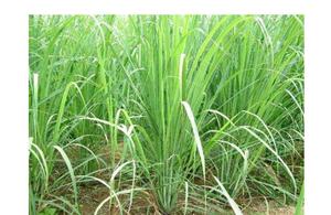 100% чистый порошок лемонграсса Cymbopogon citratus с листьями муки - Product Image 5