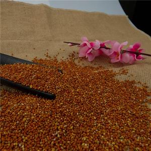 En gros <span class=keywords><strong>de</strong></span> Haute Qualité rouge <span class=keywords><strong>Mil</strong></span> Sorgho/Millet Semences - Product Image 1