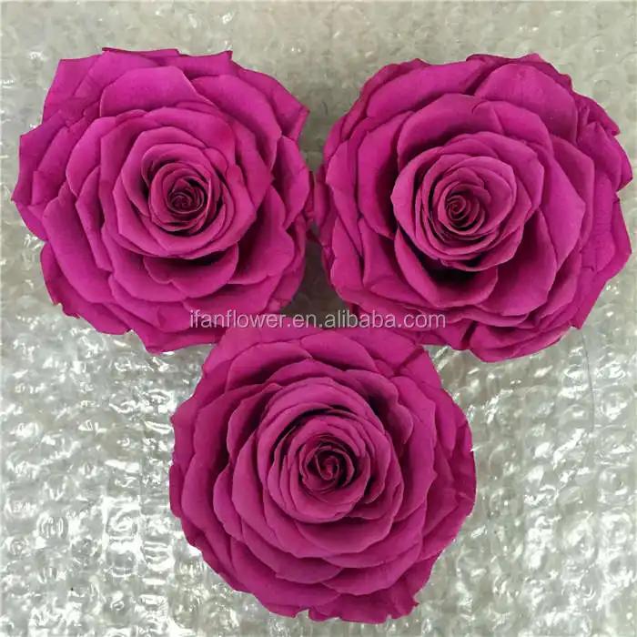 Stile unico rose liofilizzate di eccellente qualità conservato fiore di rosa