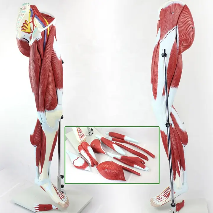 Scientific muscular leg anatomy model,Detachable lower limb muscle vascular teaching model