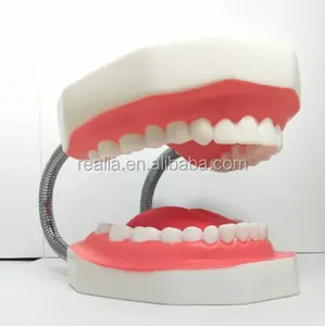 Modelo dental de dentes para educação