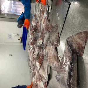 <span class=keywords><strong>ปีก</strong></span><span class=keywords><strong>ปลาหมึก</strong></span><span class=keywords><strong>ยักษ์</strong></span>แช่แข็งจากเปรู ราคาโรงงาน ผลิตในเปรู - Product Image 3