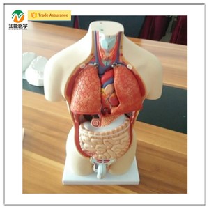 BIX-A1044 Thiết Kế Mới 45Cm 15 Bộ Phận Giải Phẫu Nữ Thân Mô Hình Sinh Động Giải Phẫu PVC Vật Liệu Y Tế Khoa Học - Product Image 4