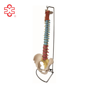 <span class=keywords><strong>Didactico</strong></span> plástico flexible columna vertebral con pelvis - Product Image 1