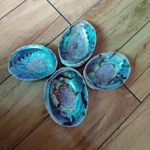 Coquille d'ormeau Paua de bonne qualité en stock Coquille d'ormeau à bas prix - Product Image 4