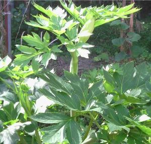 Thé aux feuilles d'<span class=keywords><strong>Ashitaba</strong></span> Angelica Keiskei pur et naturel - Product Image 6