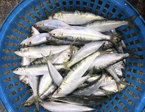 Proveedores de Sardinas Congeladas al por Mayor, Sardinas IQF Más Baratas <span class=keywords><strong>para</strong></span> Pesca - Product Image 4
