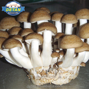 Detan marrón Shimeji hongos crecen bolsas/1 kg setas precio - Product Image 1