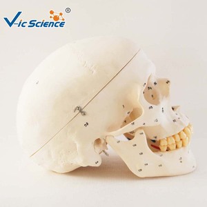 चिकित्सा संरचनात्मक खोपड़ी मॉडल के साथ चिकित्सकीय रूट तंत्रिका Mandibular ऊतक - Product Image 6