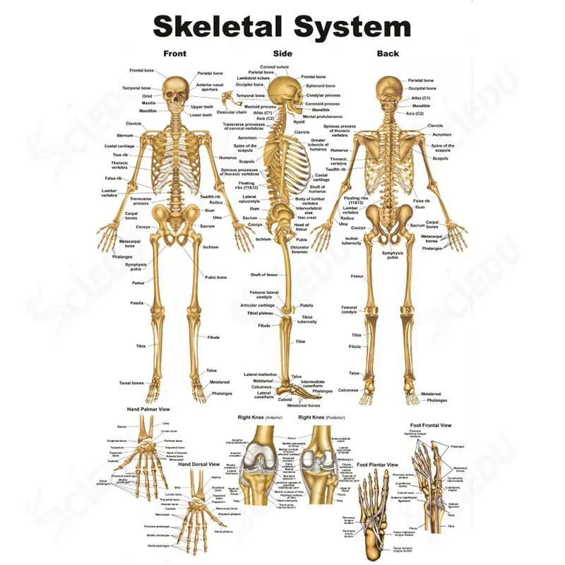 Pôster de esqueleto de anatomia humana, de pvc