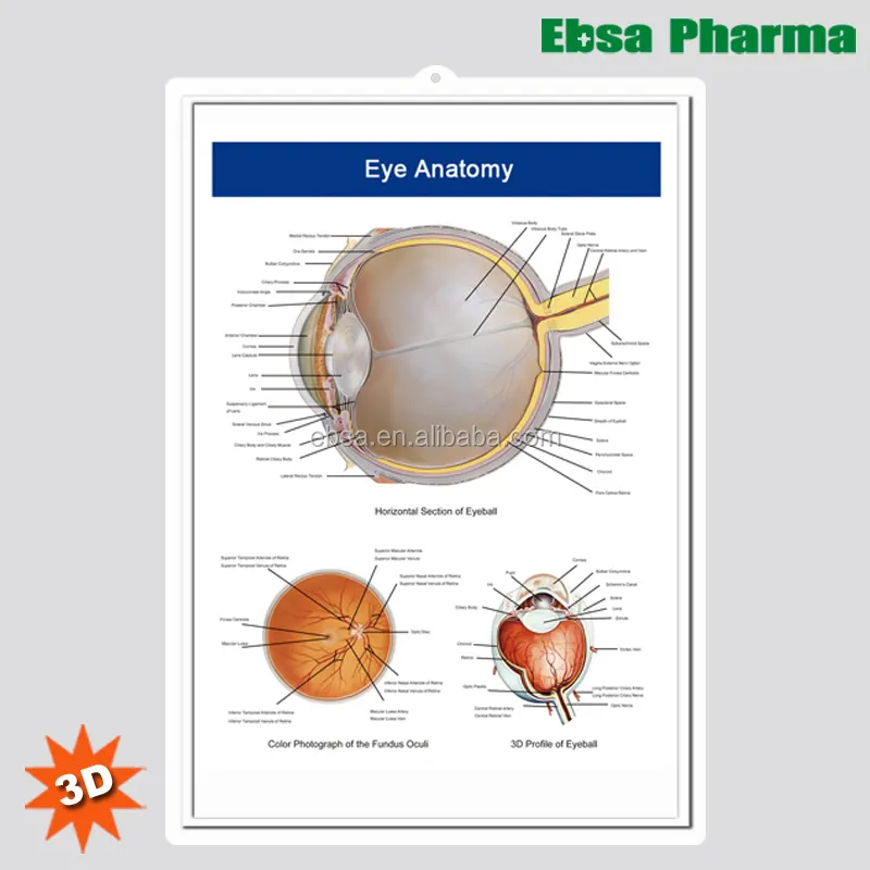 Cartazes de parede de anatomia humana 3d, quadros de parede/poster-anatomia olho