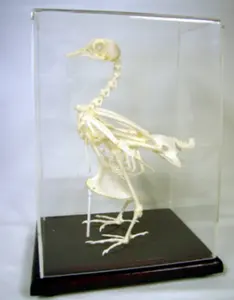 HM-BD-253 TOAD SKELETON NATURAL BONE MODEL TOAD SKELETON MODEL ANATOMICA TOAD SKELETON MODEL